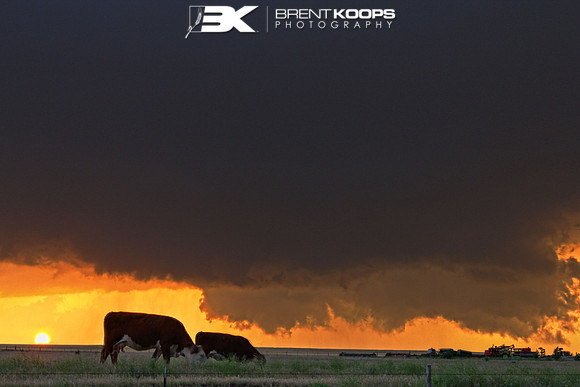 Cattle graze in rural Russell County Kansas while a wall cloud forms in the west