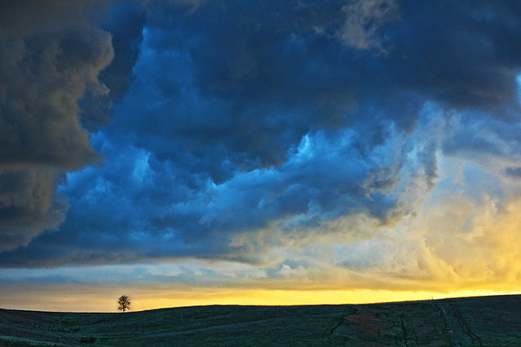 Lone Tree