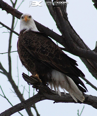 American Bald Eagle