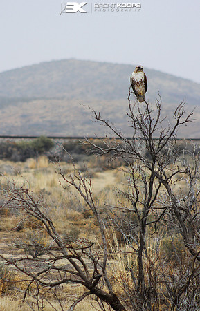 New Mexico Hawk