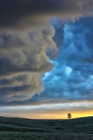 Lone Tree