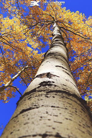Last Dollar Aspen